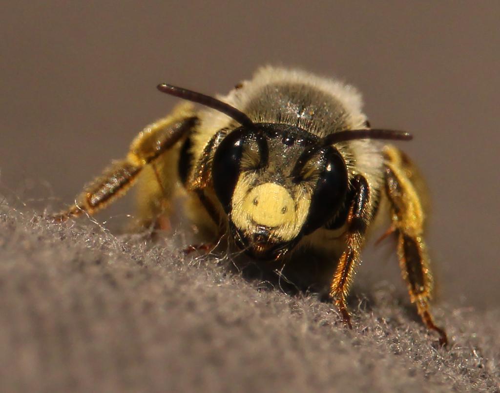 Mining Bee