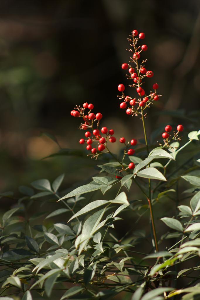 Nandina berries