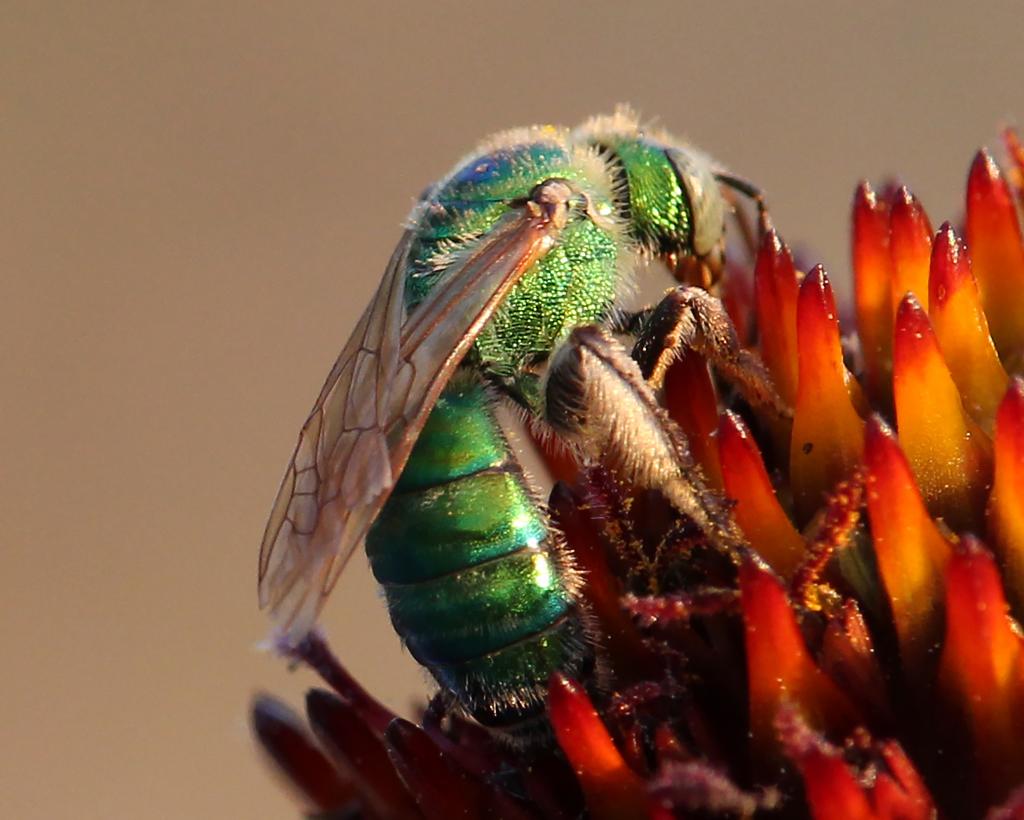 Sweat bee