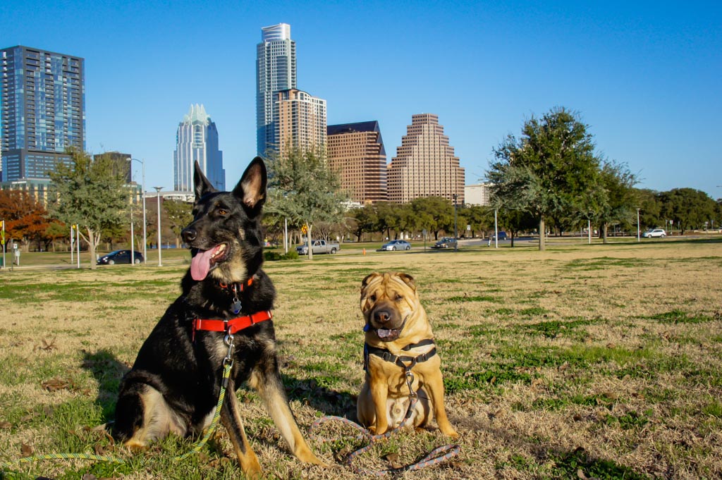 Photo credit:  GoPetFriendly.com