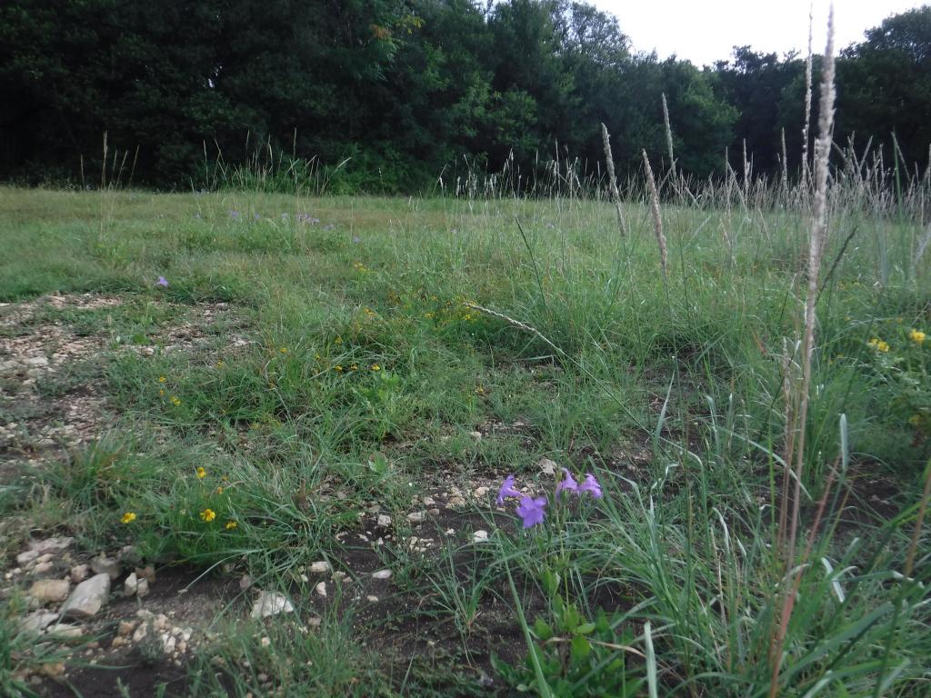 Image of open area at Austin Memorial Park with flowers and trees in background