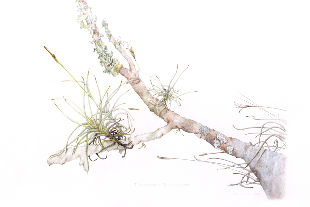 A plant branch made with colored pencil and watercolor