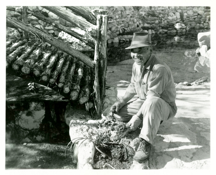 "A black and white photograph of Isamu Taniguchi, architect of the Japanese Garden at Zilker Botanical Garden. Taniguchi is kneeling on the ground working with plants and smiling. The moon bridge is in the background. Photo courtesy of Austin History Center, Austin Public Library."