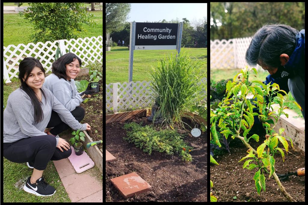 "Volunteers help maintain the MACC Healing Garden"