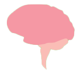 Brain illustration