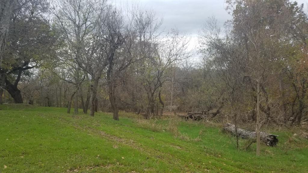 Image of trees and grass where trailhead project will happen