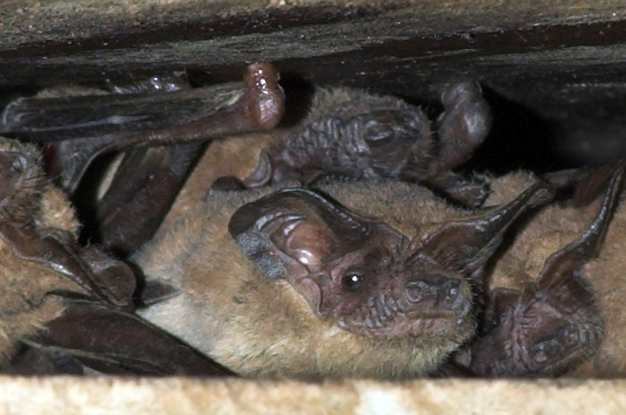 Bats in a crevice