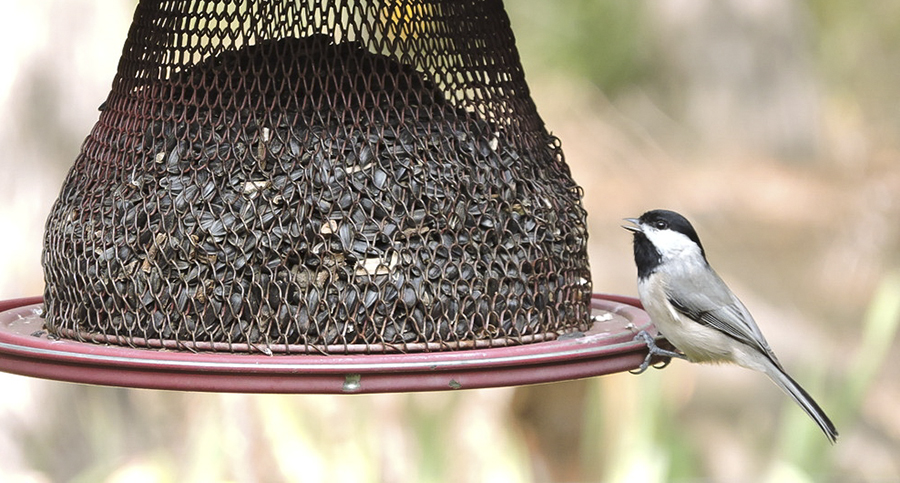 Bird at feeder