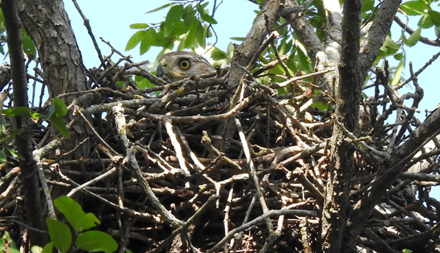 Cooper's Hawk