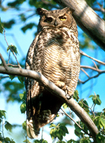 Great Horned Owl