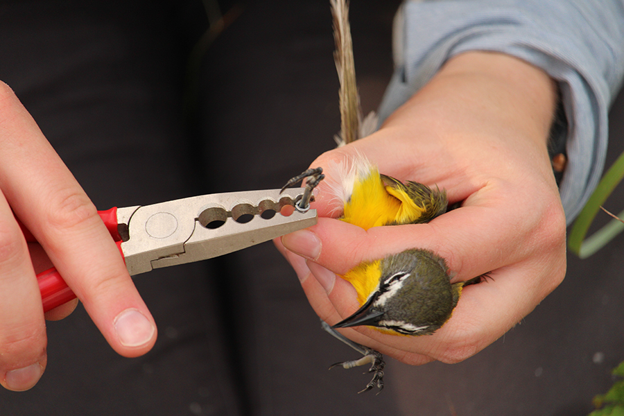 Yellow-breasted Chat research