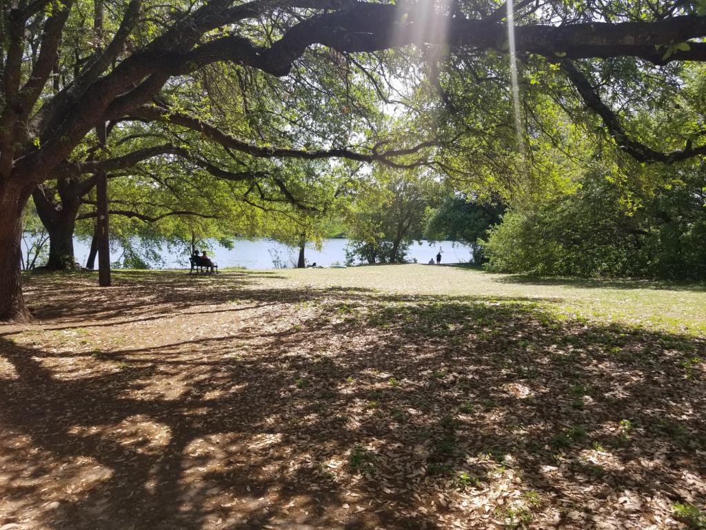 Image near proposed Holly Project showing green space under a large tree looking toward lake