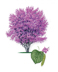 Texas Redbud