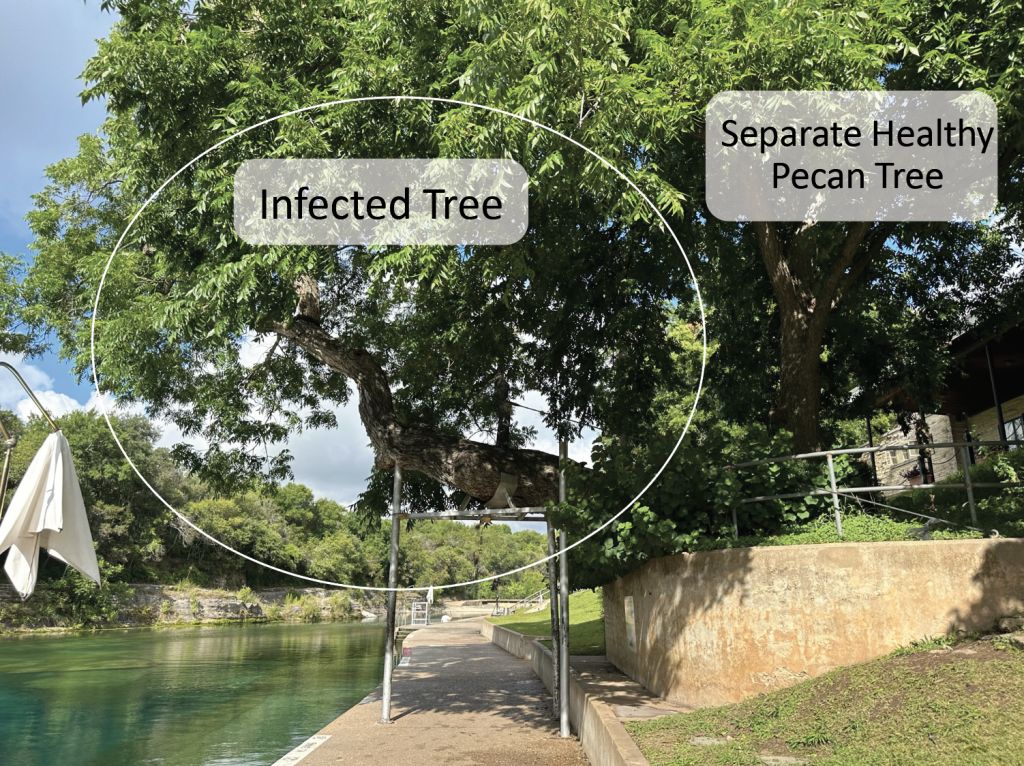 Image of Barton Springs Pool infected tree and separate healthy pecan tree.