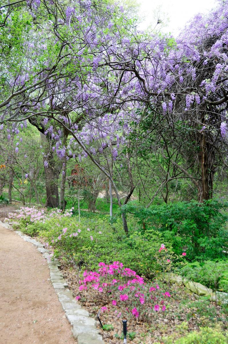 zilker botanical gardens – a jewel set within the heart of austin