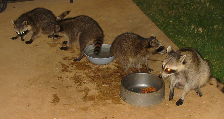 Raccoons feeding on pet food