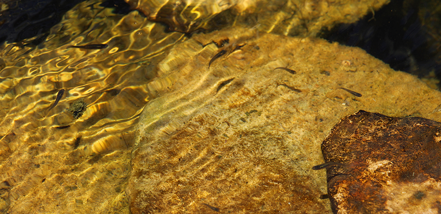 Clean water in pond