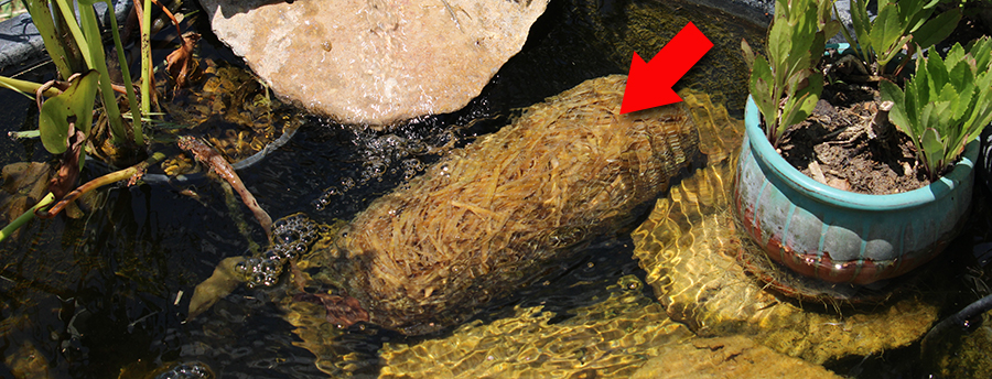 Barley bale in a pond 