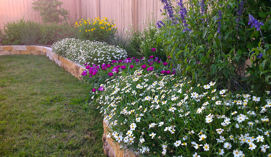 Native landscape in bloom