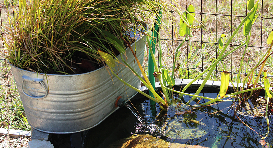 Small pond with a bog filter