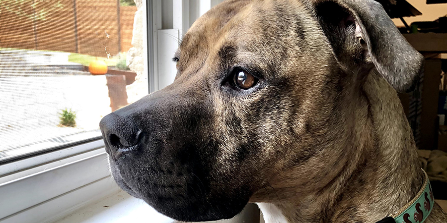 Dog indoors looking out the window