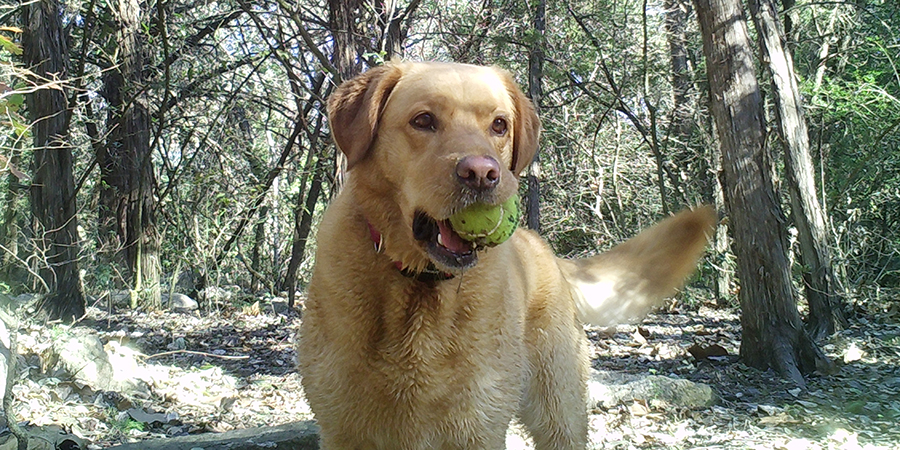 Dog off leash