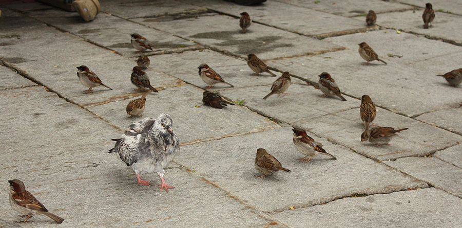 Exotic urban birds such as English Sparrows and Pigeons
