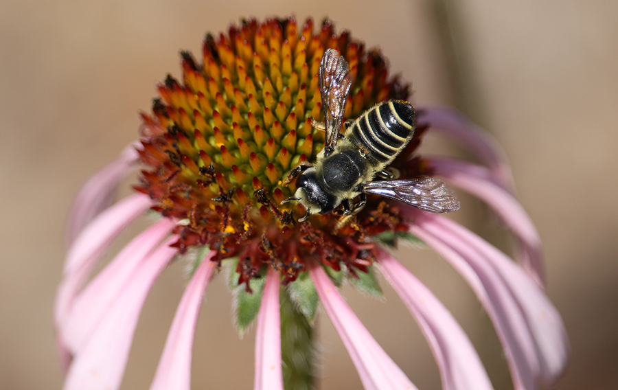 Leaf cutter bee on purple coneflower