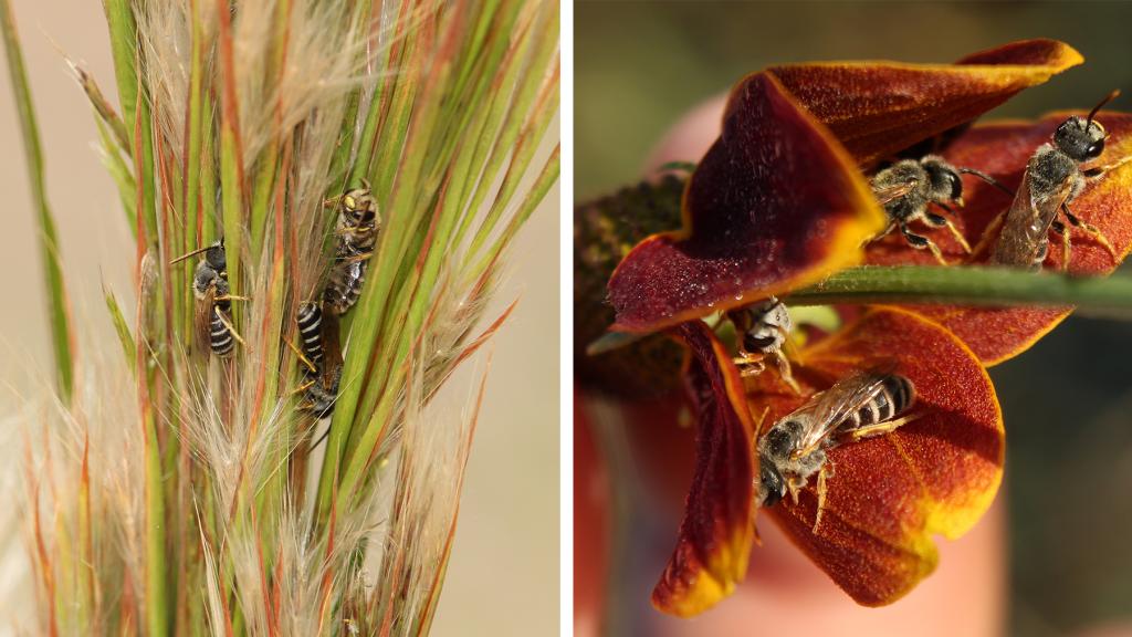 bees taking shelter in plants