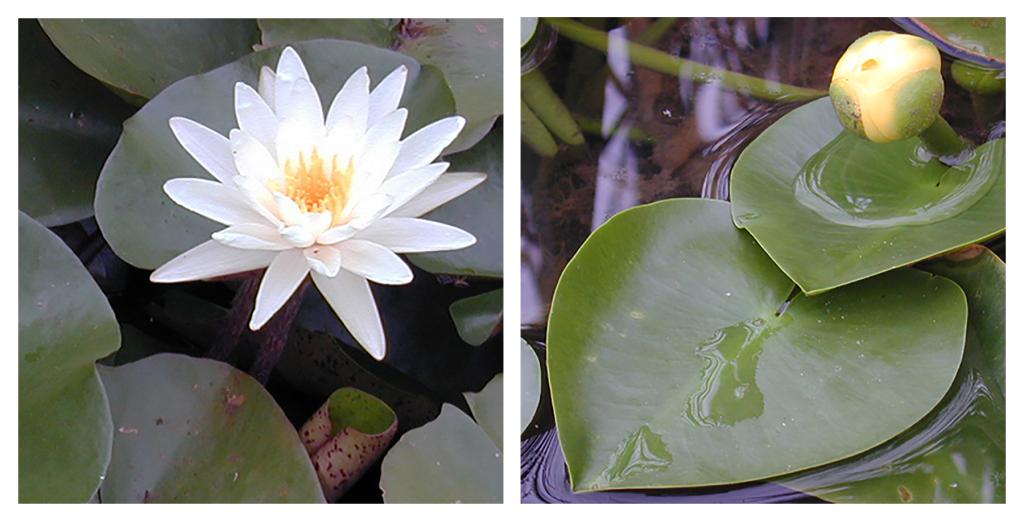 Water lily and spatterdock