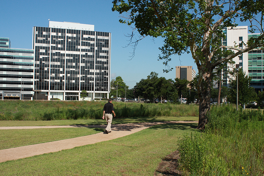 Person walking through native habitat amid buildings