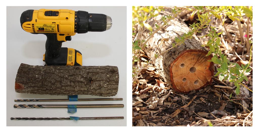 A drill, drill bits, and a cut limb