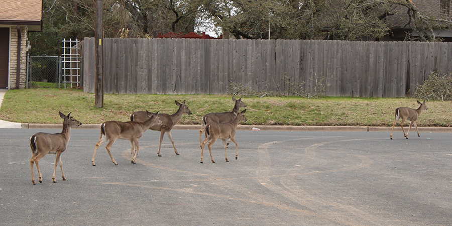 Urban deer wander a neighborhood
