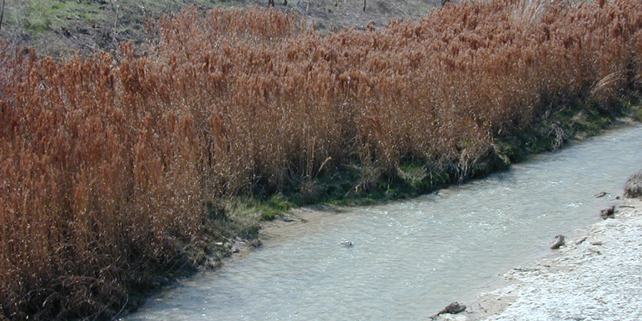 Bushy bluestem growing naturally alongside a stream