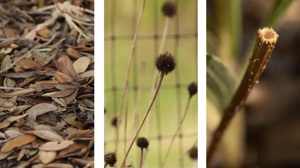 Leaves, seed heads, and cut stems