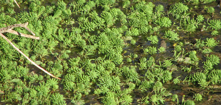 Parrot's feather invading a natural wetland