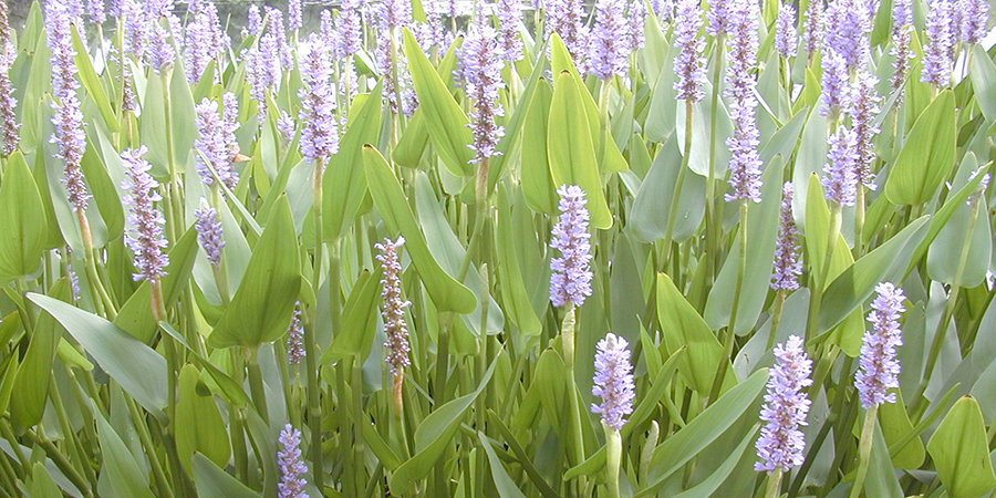 Pickerel plant is a great native emergent species