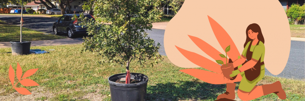 Graphic of a person planting a tree over a photo of two trees ready to be planted.