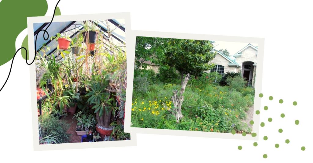 Photos of Darrell's greenhouse and front garden.