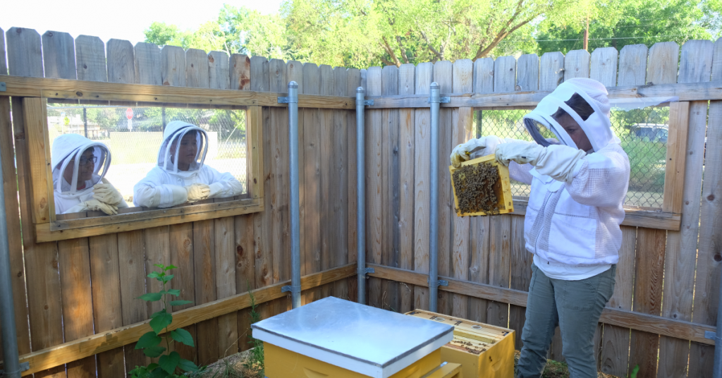 The boys look at Stacey pulling panels from a beehive through a window in the fence.