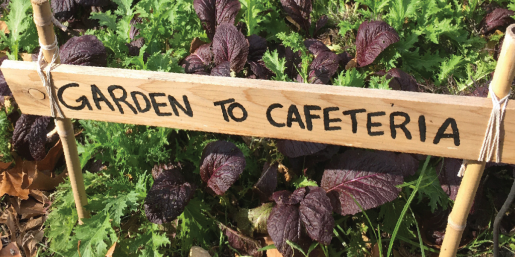 Photo of a sign that reads "Garden to Cafeteria." Lettuces grow around it.