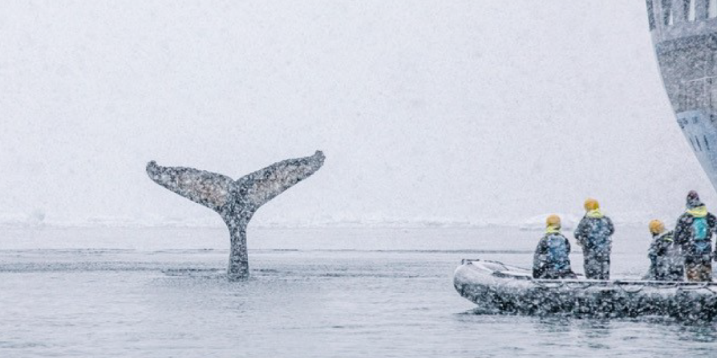 A whale's tale sinks into the water near a Zodiac boat.