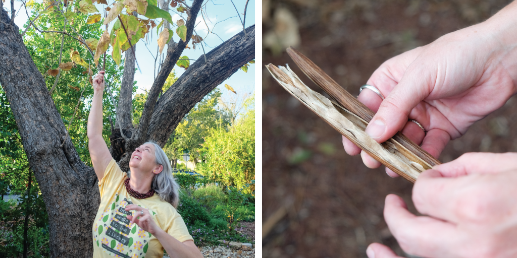 Left to right: Colleen reaches up to pick a few seed pods from a catalpa tree; Seeds picked from the catalpa tree. 