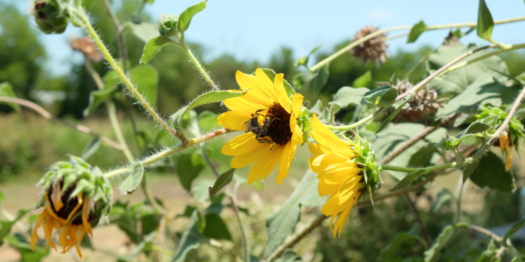 A close up of a bee on a yellow flower in Erika's yard.