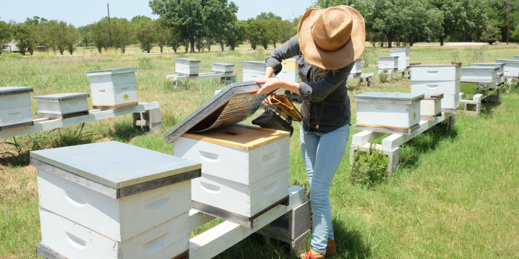 Erika opens one of her bee hives and adds smoke.