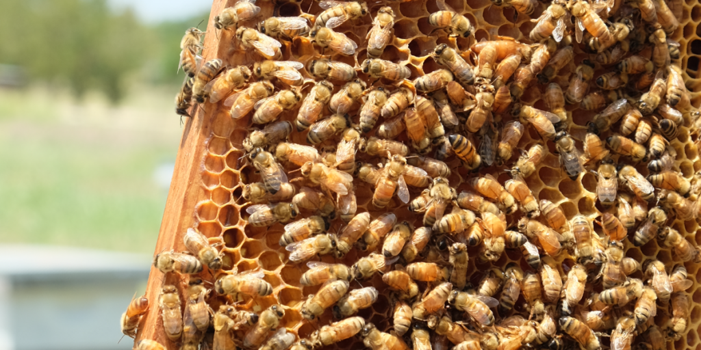 A close up of bees on one a hive frame.