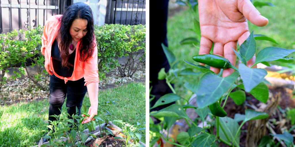 Frances checks on peppers growing in her garden.