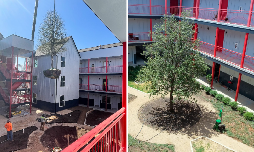 The central courtyard oak tree being lowered at the Roosevelt Gardens.