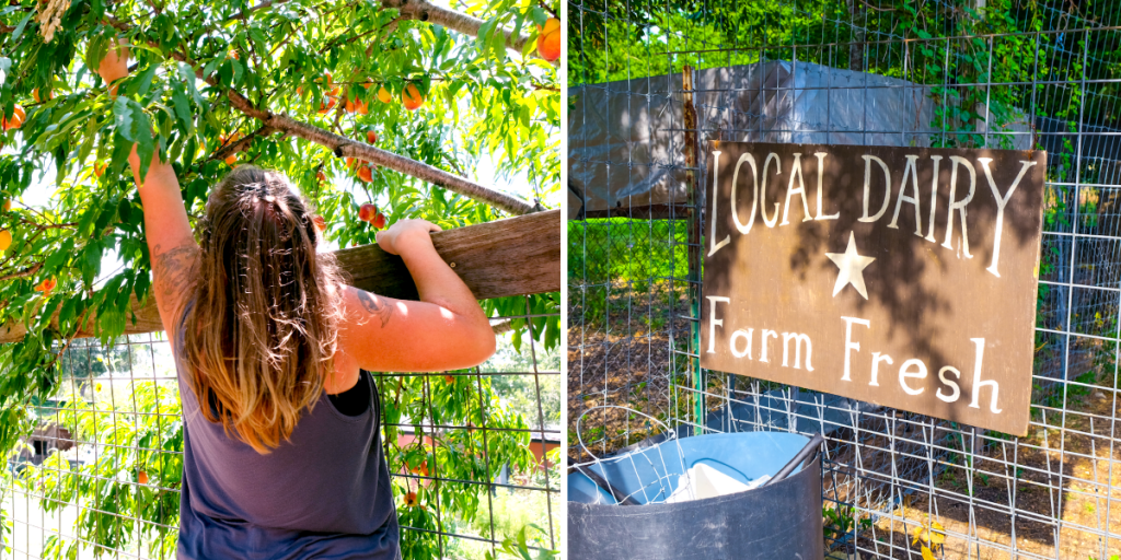 Left: Leatha pulls a peach from a tree; Right: A sign hangs at the pasture saying Local Dairy Farm Fresh