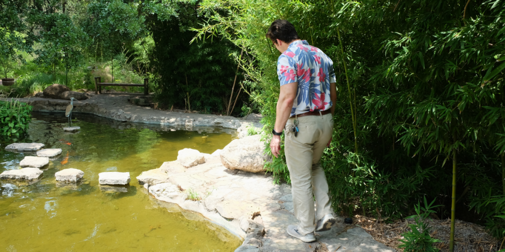 Matthew walks along the edge of a pond in the Taniguchi Japanese Garden.